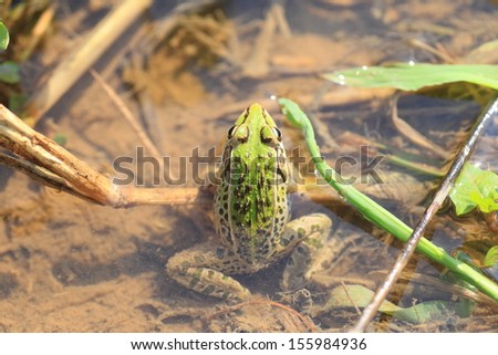 Black-spotted Pond Frog or Dark-spotted frog (Rana nigromaculata) in Japan