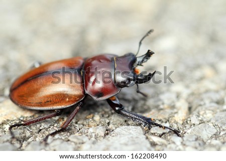 Japanese brown stag beetle (Neolucanus insularis) in Japan