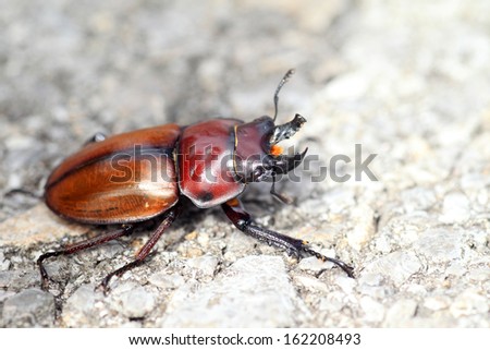 Japanese brown stag beetle (Neolucanus insularis) in Japan