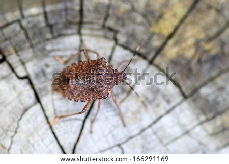 Brown marmorated stink bug (Halyomorpha halys) in Japan
