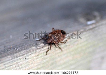 Brown marmorated stink bug (Halyomorpha halys) in Japan