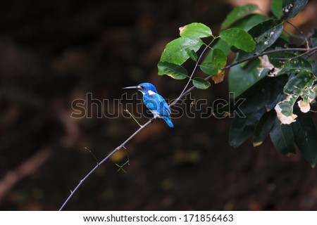 Small Blue Kingfisher or  Cerulean Kingfisher (Alcedo coerulescens) in Bari Island,Indonesia