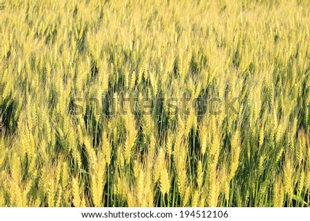 Wheat grass filed against sunlight in Japan