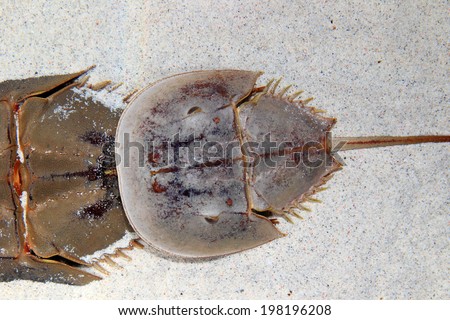 Atlantic horseshoe crab (Limulus polyphemus)