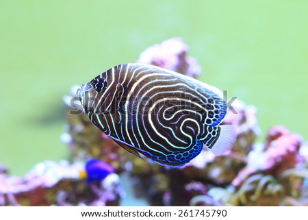 Emperor angelfish (Pomacanthus imperator) young fish