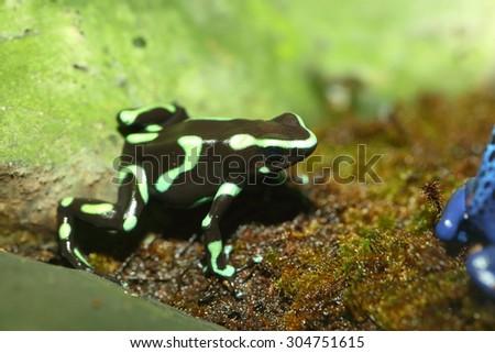 Three-striped Poison Dart Frog (Epipedobates tricolor)
