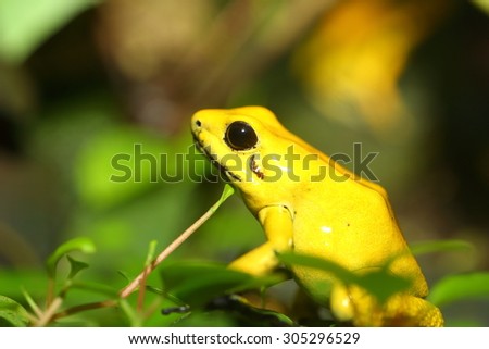 Golden poison frog (Phyllobates terribilis)