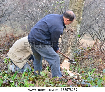 MianYang, China  Feb 1, 2014: chinese logger is logging in the forest.