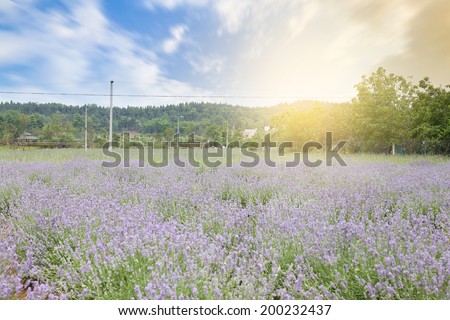 lavender plant base