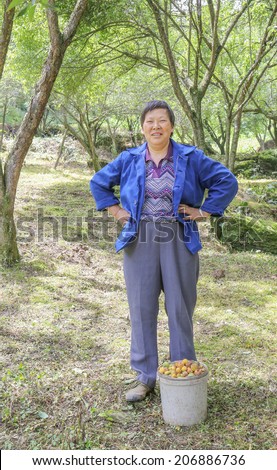 chinese country woman harvest plum with a bucket