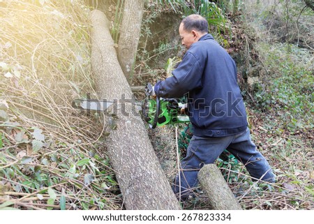 Lumberjack logger worker cutting firewood timber tree in forest with chainsaw in mountain.