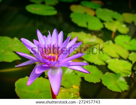 lilac lily floating on a blue water