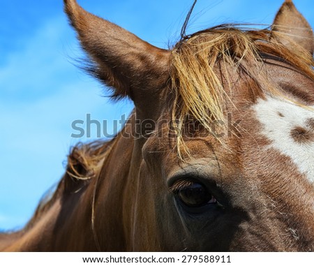 horses eye against the blue sky. closeup of brown horses head. selective focus