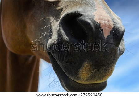 Closeup of a horse\'s nose against the blue sky