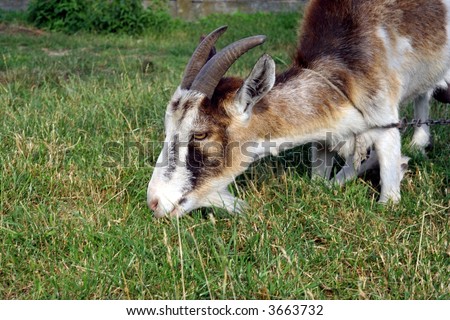 Kneeling old goat