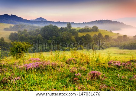 savory flowers in dew on the meadow in the mountains of the cool early morning