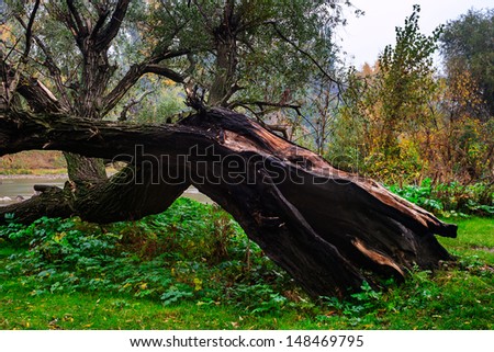 old tree tumbled down from a lightning strike in autumn