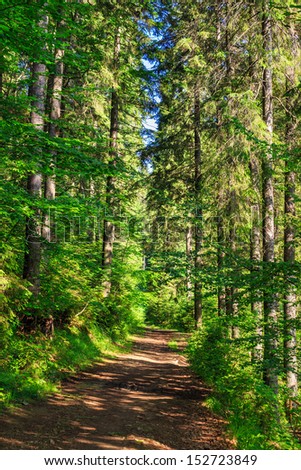 trail near the tall trees in the dense coniferous forest early in the morning