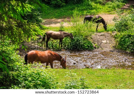 three horses came on a watering near the creek in the forest hot summer day. horizontal