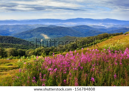 purple flowers on a hillside in the mountain landscape