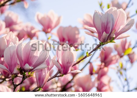 Similar – Image, Stock Photo Pink Magnolia Tree with Blooming Flowers during Springtime