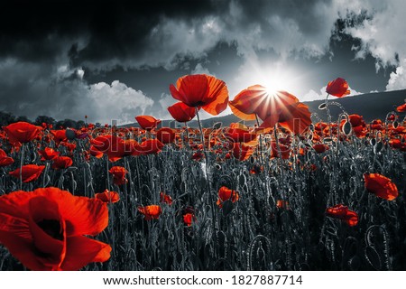 red poppies in the field. background imagery for remembrance or armistice day on 11 of november. dark clouds on the sky. selective color Foto stock © 