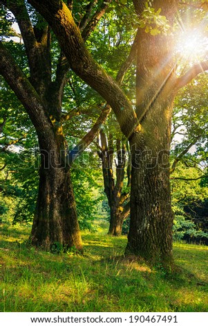 forest glade in the cool shade of three oak trees on a hot summer day in sun rays