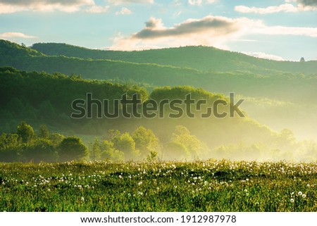 dandelion field in rural landscape at sunrise. beautiful nature scenery with blooming weeds in morning light. clouds on the sky above the distant mountain