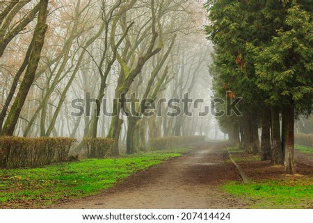 The Road In Mysterious Dark  a bit creepy Park shrouded in mist