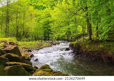 Similar – Foto Bild Bach in einem Wald Natur