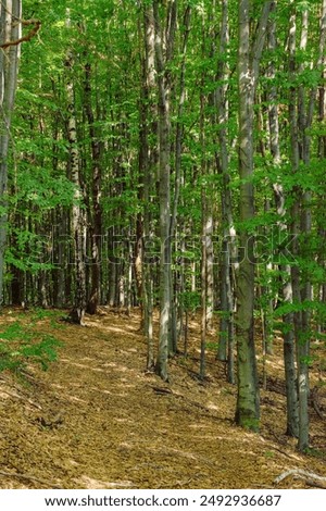 Similar – Image, Stock Photo beech forest in summertime