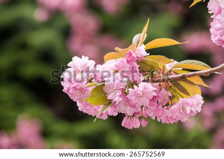 pink flowers on the branches of Japanese sakura blossom on blurry background of spring green garden