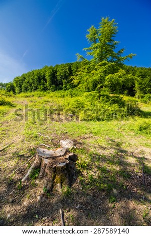 stump among the grass on logging place near forest in summer. shot with ultra wide angle lens