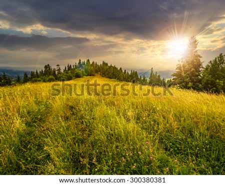 meadow with tall grass on a mountain top near coniferous forest in sunset light