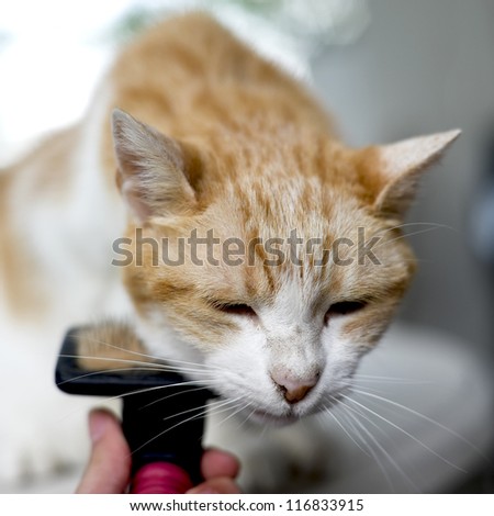 Pet care Human hand grooming a senior cat which seems to enjoy it so much