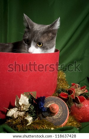 Christmas decoration Cat in a box of Christmas ornaments in green background