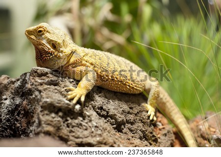 Bearded dragon in natural surrounding