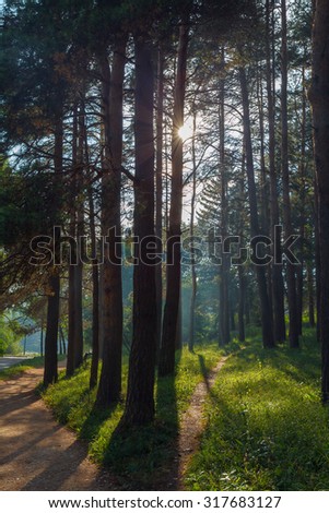 Dawn in the pine forest. Russian resort of Kislovodsk, a city park.