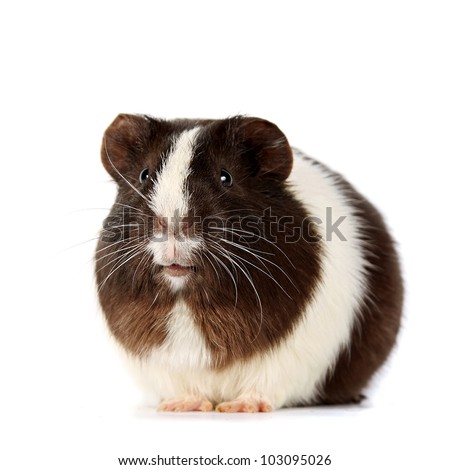 Guinea pig on a white background