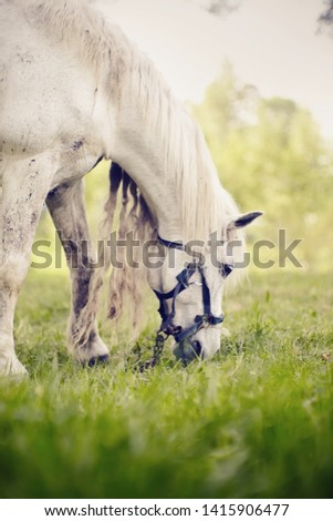 Similar – Image, Stock Photo Horse grazing in pasture in daylight under cloudy sky