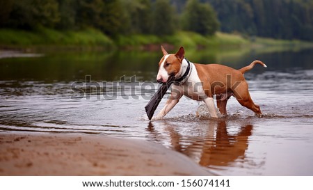 English bull terrier. Thoroughbred dog. Canine friend. Red dog. The bull terrier plays with a stick in the river