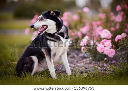 The dog sits near a rosebush. Dog on a grass. Not purebred dog. Doggie on walk. The large not purebred mongrel.