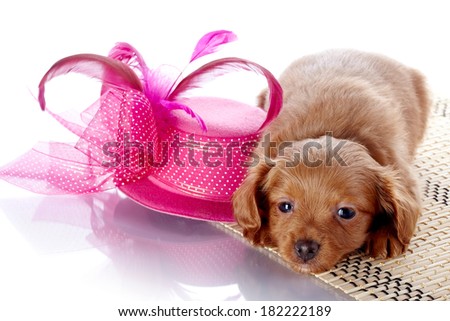 Puppy and a hat with feathers. Puppy in a hat on a rug. Puppy of a decorative doggie. Decorative dog. Puppy of the Petersburg orchid on a white background