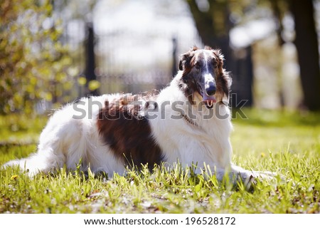 Hunting dog. Borzoi. White dog with spots. Dog for hunting.