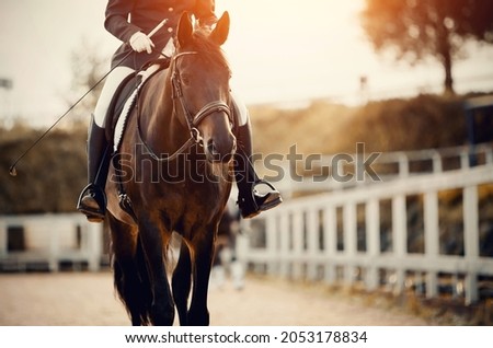 Equestrian sport. Portrait of a dressage horse in training, front view. Sports stallion in the bridle.The leg of the rider in the stirrup, riding on a horse. Dressage of the horse in the arena.  Foto stock © 