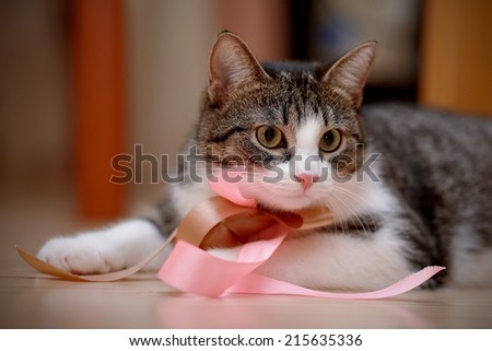 Striped with white a cat with tapes. Striped not purebred kitten. Small predator. Small cat.
