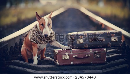 The bull terrier looks for the house. The dog waits for the owner. The lost dog. Bull terrier on the road. Dog on rails. Dog with suitcases. Tramp