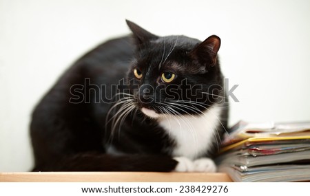 Black and white cat. Small predator. Black kitty. Small cat.