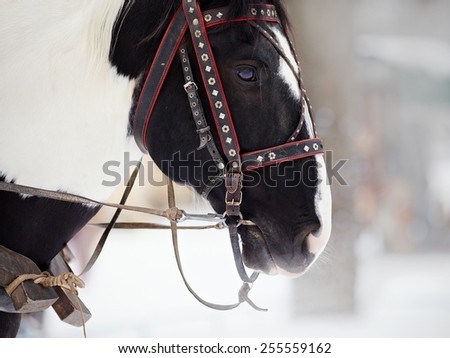 Muzzle of a horse in a harness. Stallion. Portrait of a horse. Thoroughbred horse. Beautiful horse.
