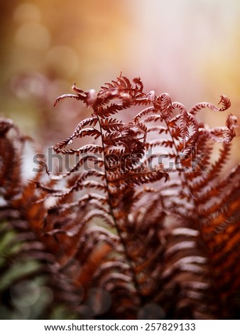 The brown dried fern leaves in the fall. The autumn dried-up fern leaves.